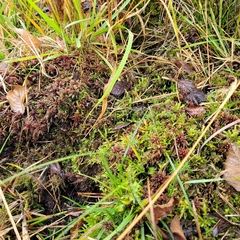 Polytrichum strictum