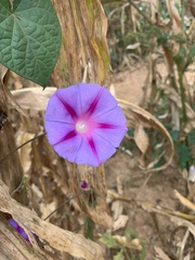 Ipomoea purpurea