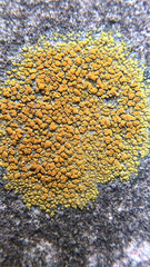 Xanthocarpia feracissima
