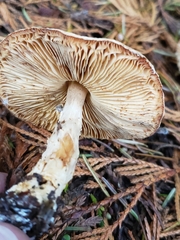 Lepiota ochraceofulva