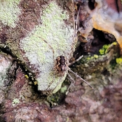 Rilaena triangularis