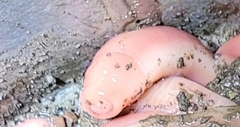 Cerebratulus lacteus