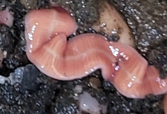 Cerebratulus lacteus