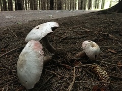 Agaricus arvensis