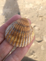 Acanthocardia echinata