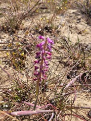 Lachenalia violacea