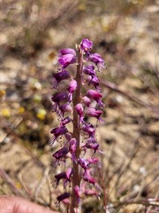 Lachenalia violacea