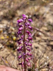 Lachenalia violacea