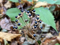 Allium tricoccum
