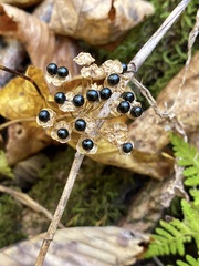 Allium tricoccum