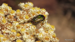 Leucocelis