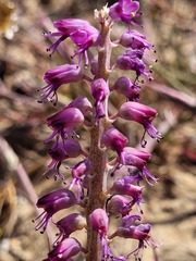 Lachenalia violacea