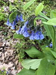 Mertensia virginica
