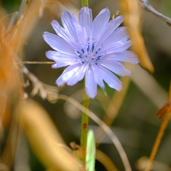 Cichorium