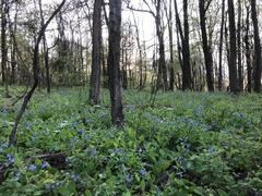 Mertensia virginica