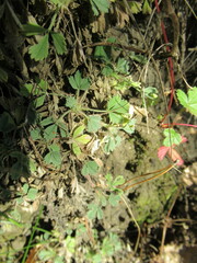 Potentilla acaulis