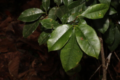 Rutaceae