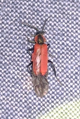 Anthocomus rufus
