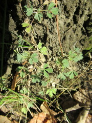 Potentilla acaulis