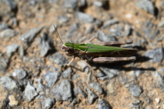 Omocestus