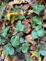Hepatica