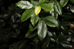 Rutaceae