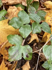 Hepatica