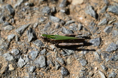 Omocestus