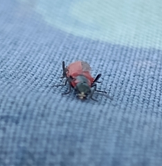 Anthocomus rufus