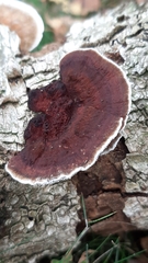 Daedaleopsis tricolor