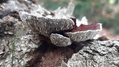 Daedaleopsis tricolor