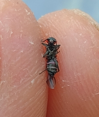 Anthocomus rufus