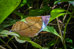Kallima horsfieldii