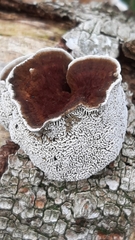 Daedaleopsis tricolor