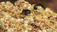 Oxythyrea marginalis