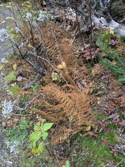 Thelypteridaceae