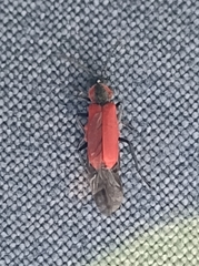 Anthocomus rufus