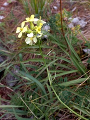 Erysimum flavum altaicum