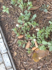 Portulaca oleracea