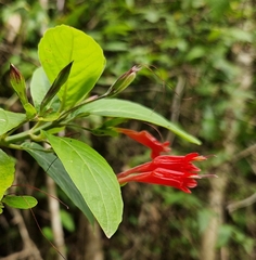 Ruellia angustiflora