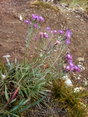 Saussurea salicifolia