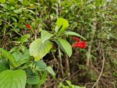 Ruellia angustiflora