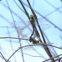 Anax papuensis