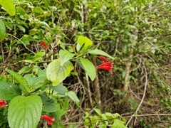 Ruellia angustiflora