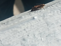 Caloptilia stigmatella