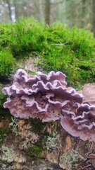 Chondrostereum purpureum