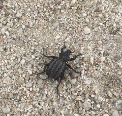 Brachycerus