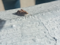 Caloptilia stigmatella