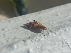 Caloptilia stigmatella