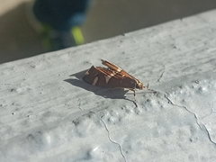 Caloptilia stigmatella